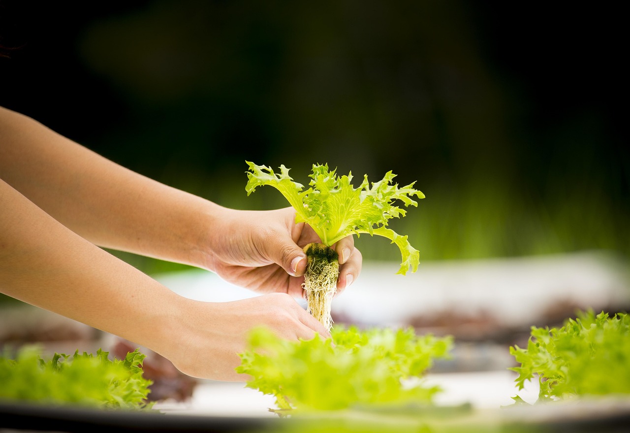 invernadero con hileras de verduras