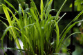 green leaf icon
